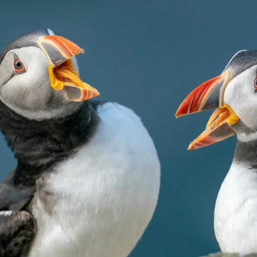 The Significance of Managing Emotions in Dispute Resolution